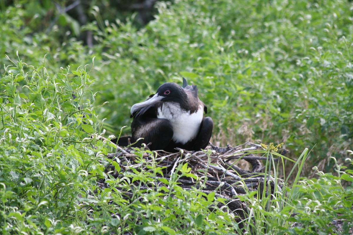 Great Frigatebird - Geneva  Pigott