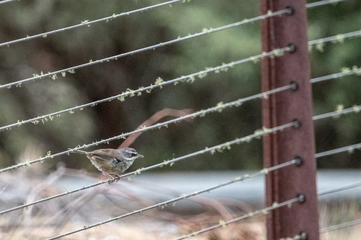 White-browed Scrubwren - ML138428341