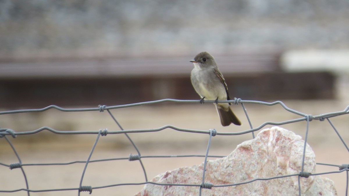 Western Wood-Pewee - ML138429261