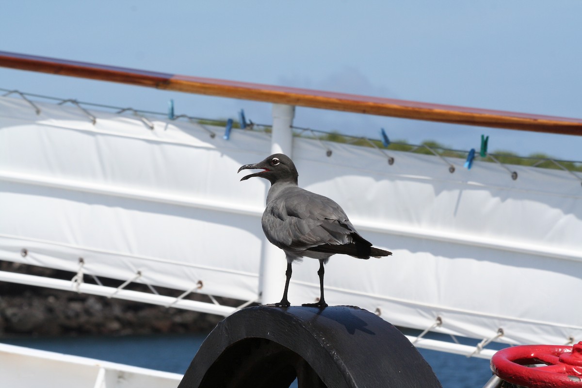 Mouette obscure - ML138429581