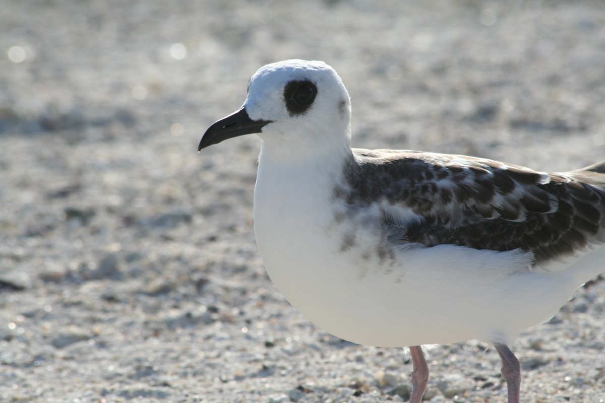 Swallow-tailed Gull - ML138429641