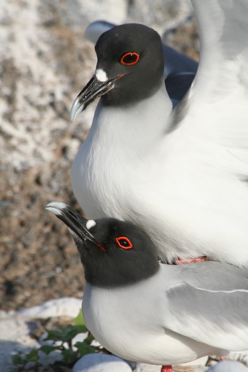 Mouette à queue fourchue - ML138429661