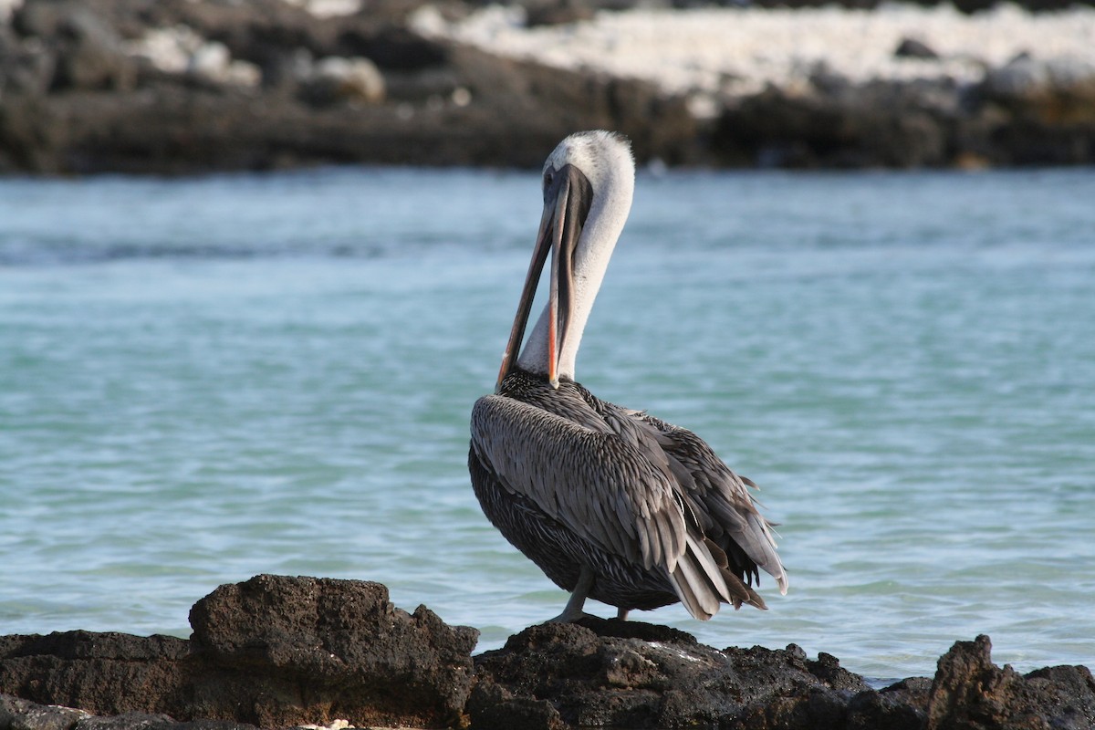 Brown Pelican - ML138429871