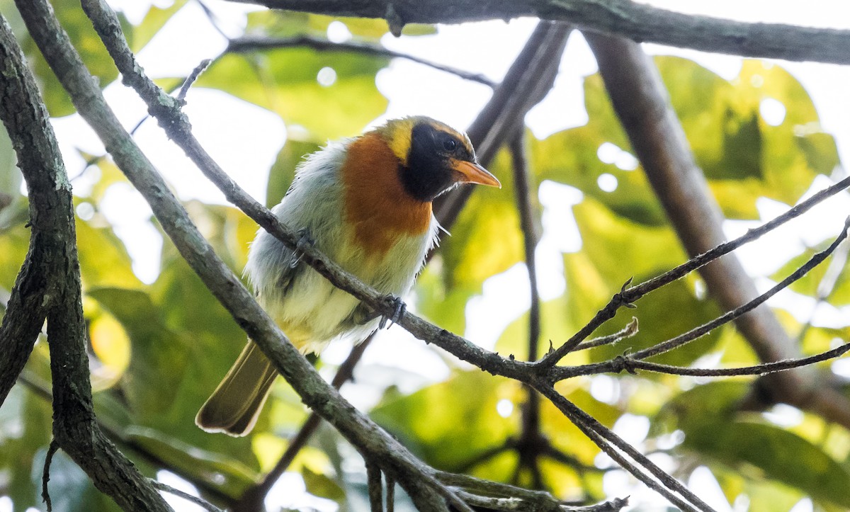 Guira Tanager - ML138430831