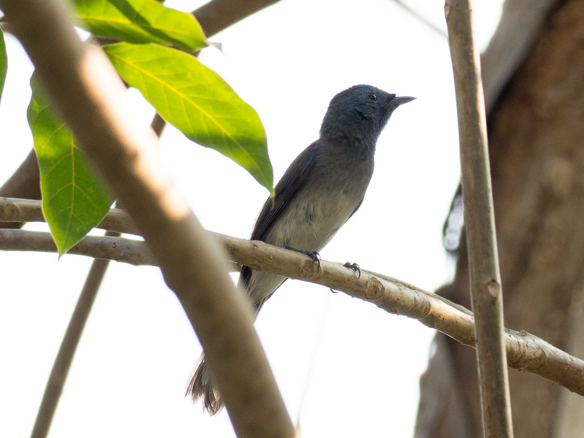 Black-naped Monarch - ML138431011