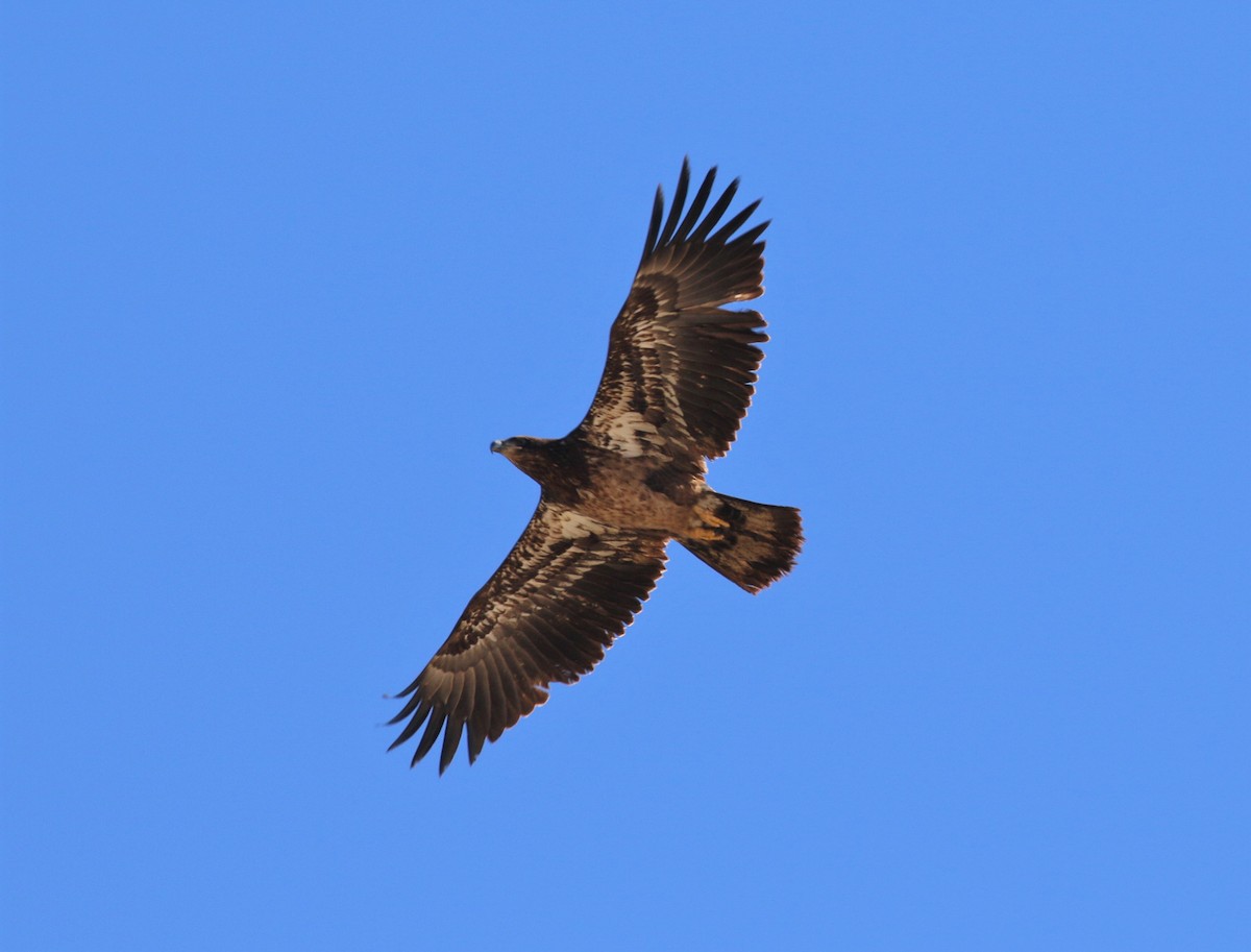 Bald Eagle - ML138431291