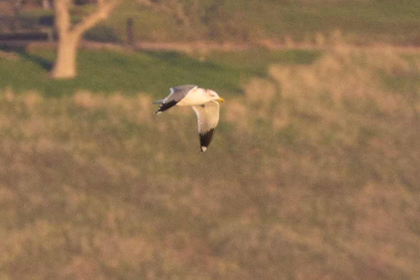 Gaviota Californiana - ML138431951