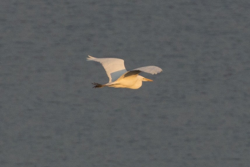 Great Egret - ML138431961