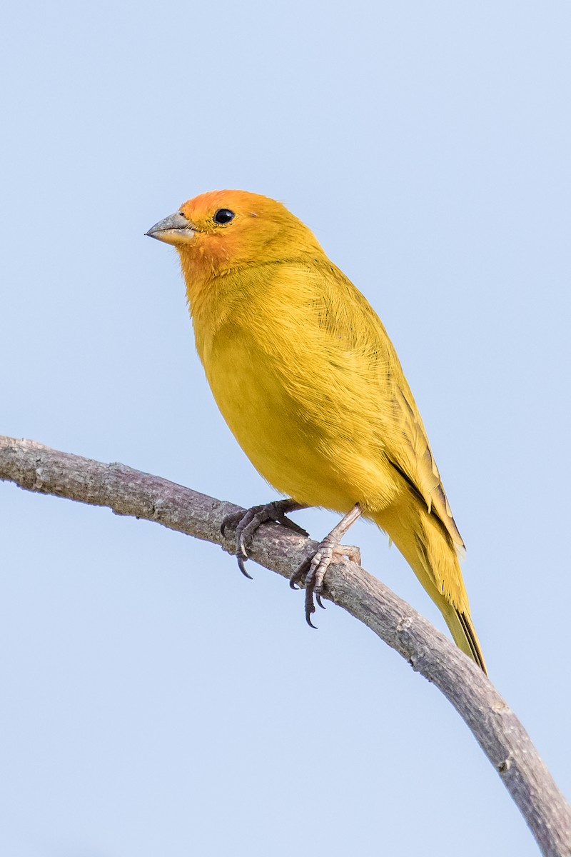 Saffron Finch - ML138432261