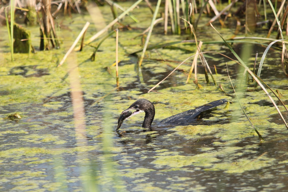 Little Cormorant - ML138433001