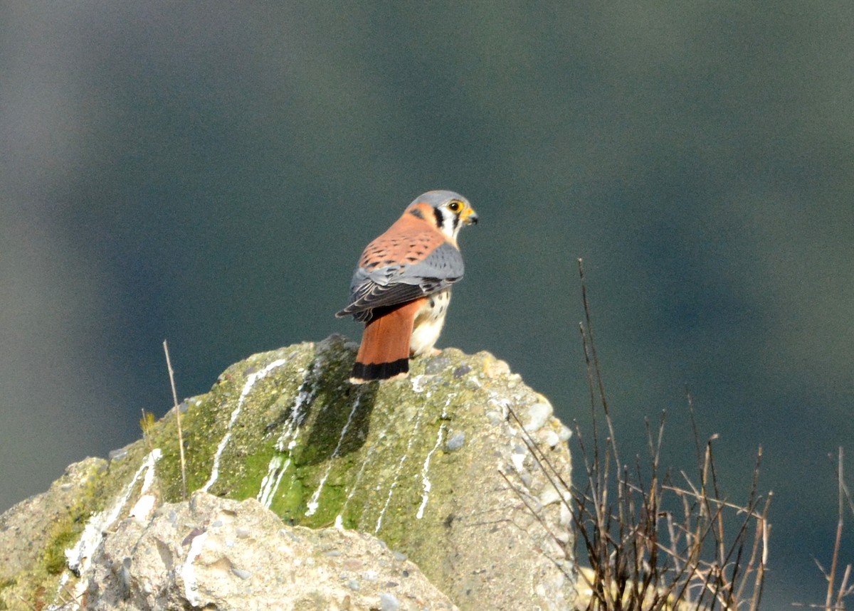 American Kestrel - ML138433081