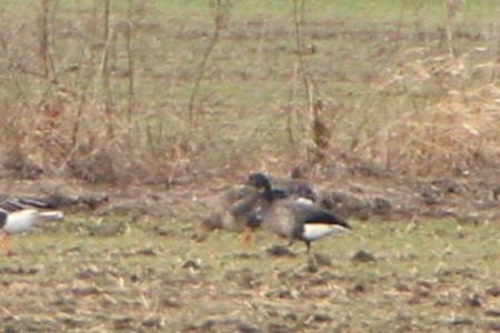 Хар толгойт галуу - ML138433331