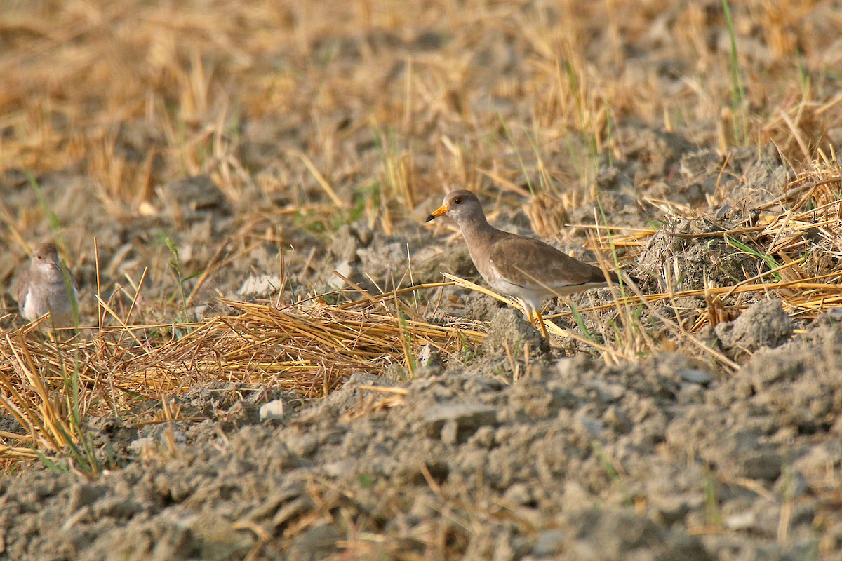 tanımsız Vanellus sp. - ML138433511