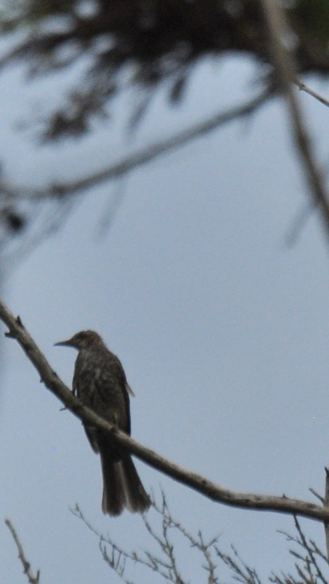 Brown-eared Bulbul - ML138435211