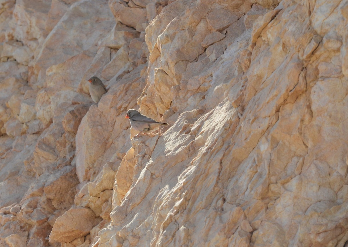 Trumpeter Finch - ML138435281