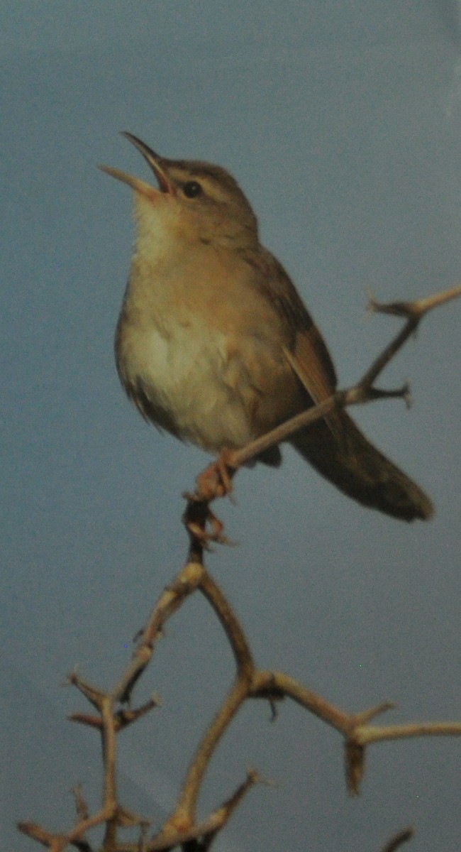 Pleske's Grasshopper Warbler - ML138435301