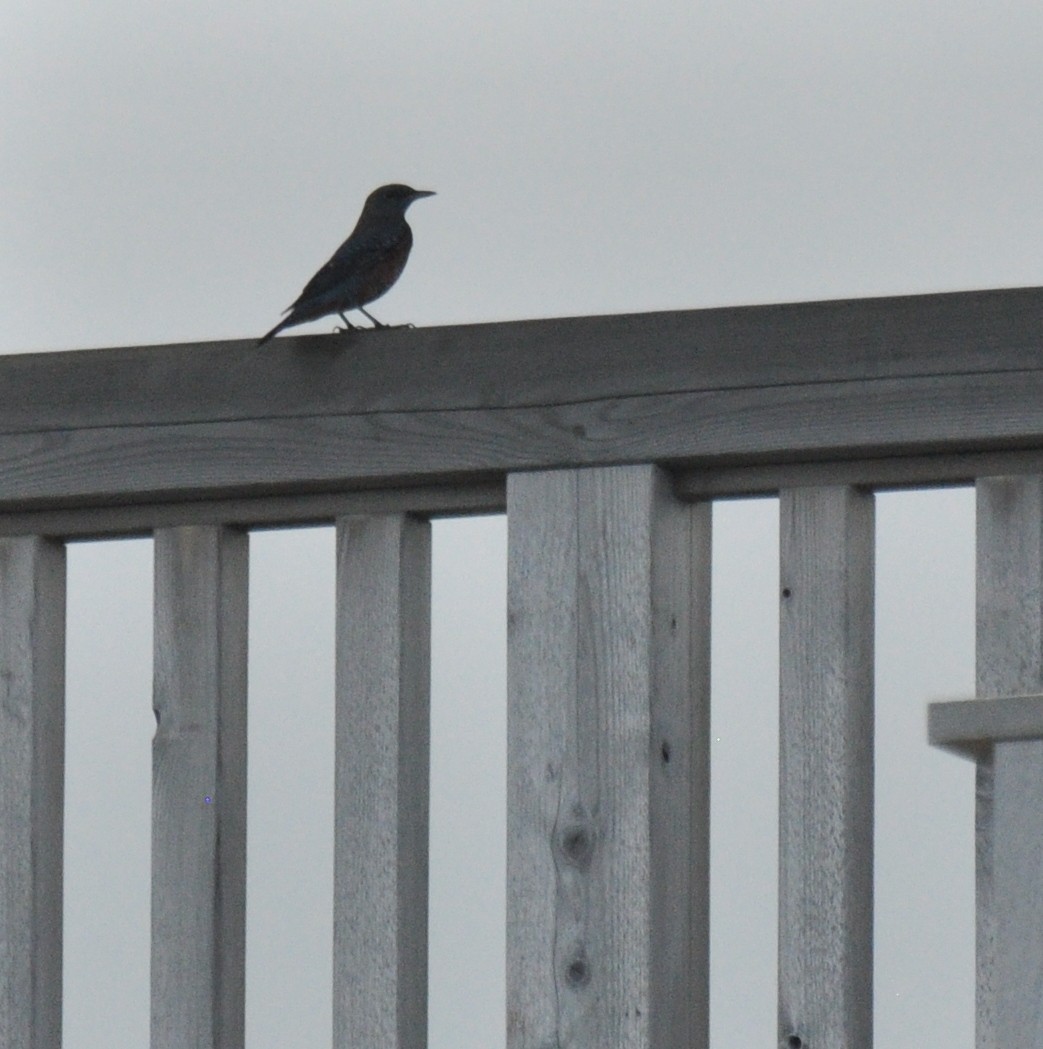 Blue Rock-Thrush - ML138435401