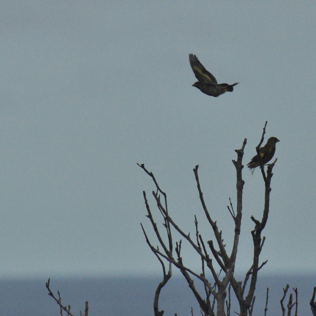 Oriental Greenfinch - Diana Flora Padron Novoa