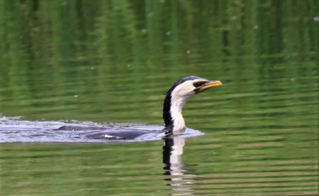 Little Pied Cormorant - ML138437531