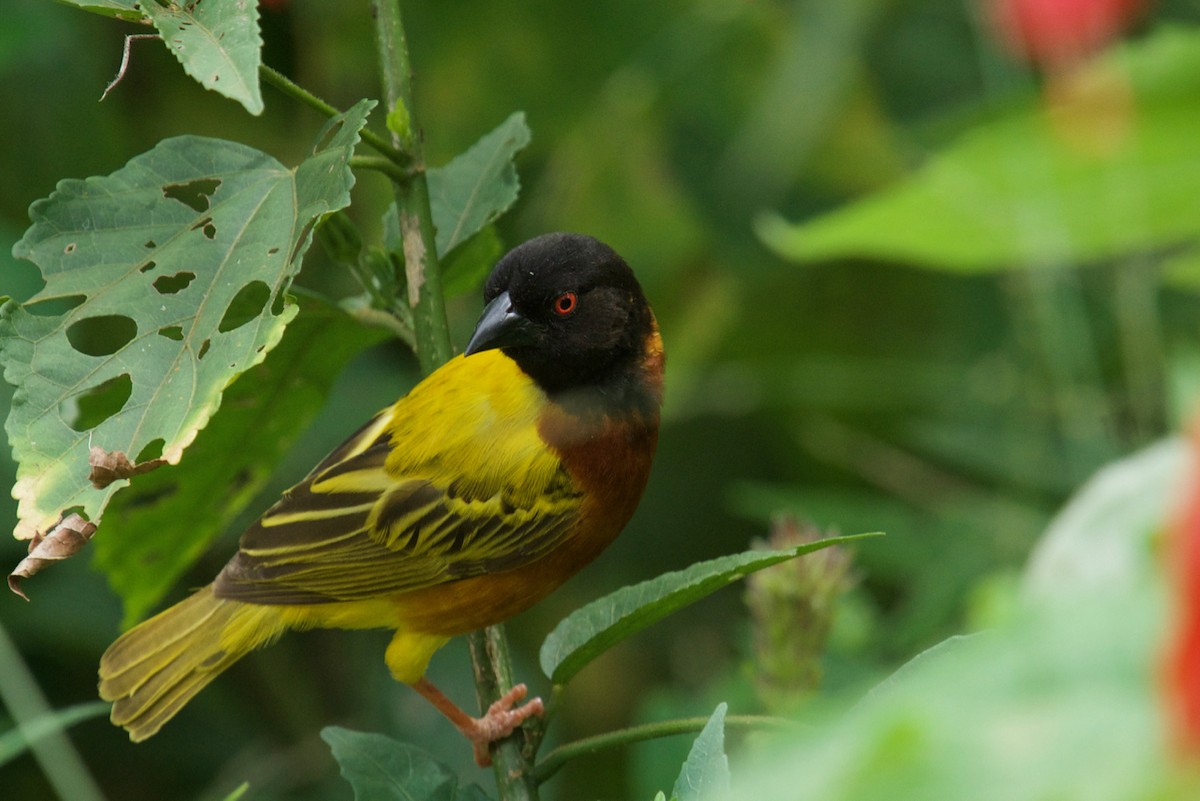 Golden-backed Weaver - ML138437971