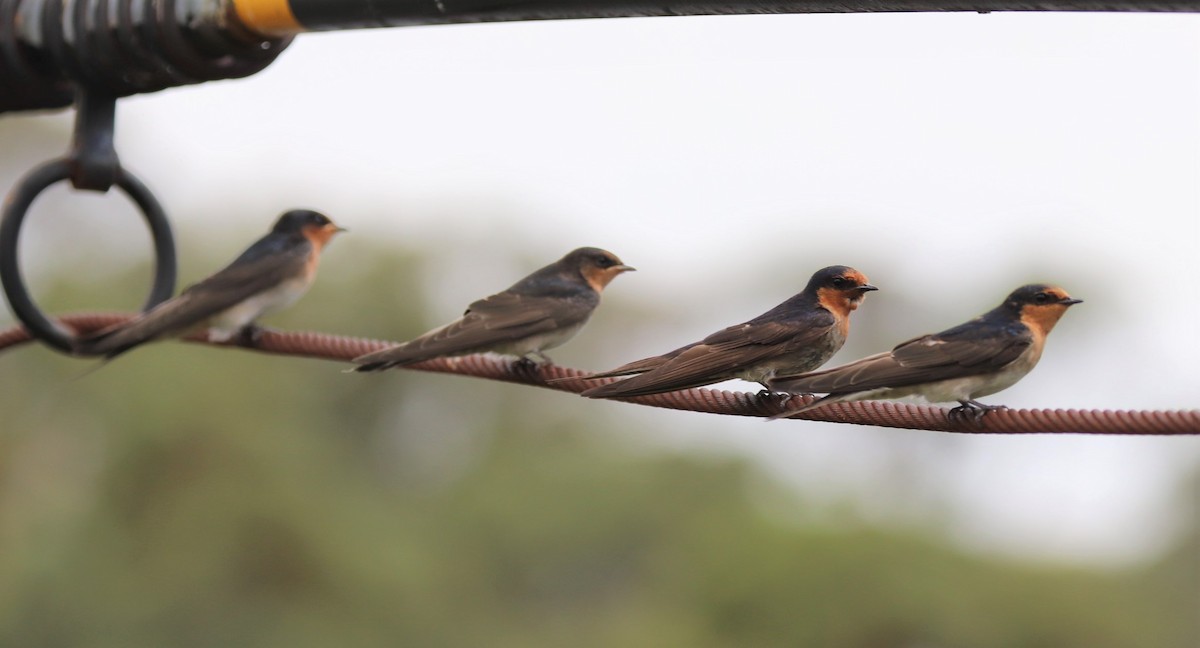 Welcome Swallow - ML138438231