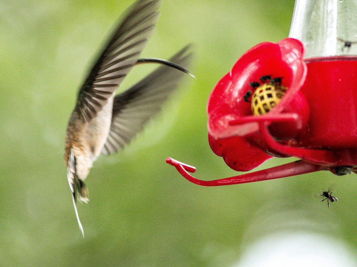 Long-billed Hermit - ML138438711