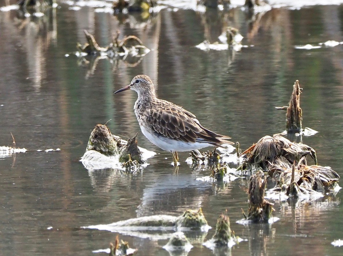 Graubrust-Strandläufer - ML138438991