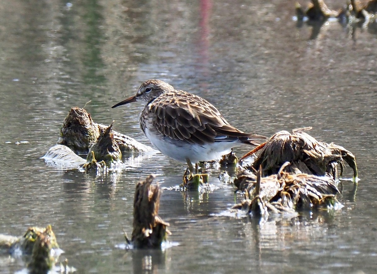 Graubrust-Strandläufer - ML138439021