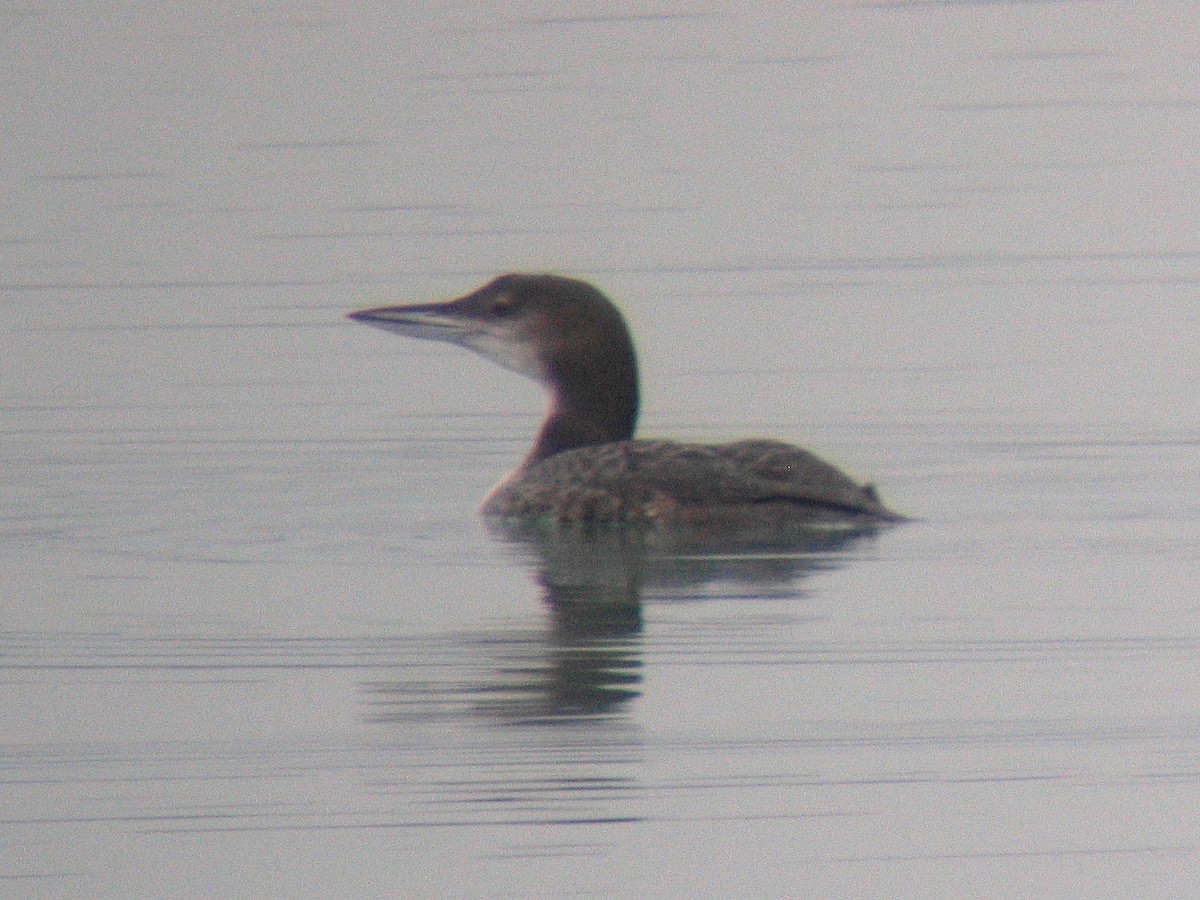 Common Loon - ML138439091