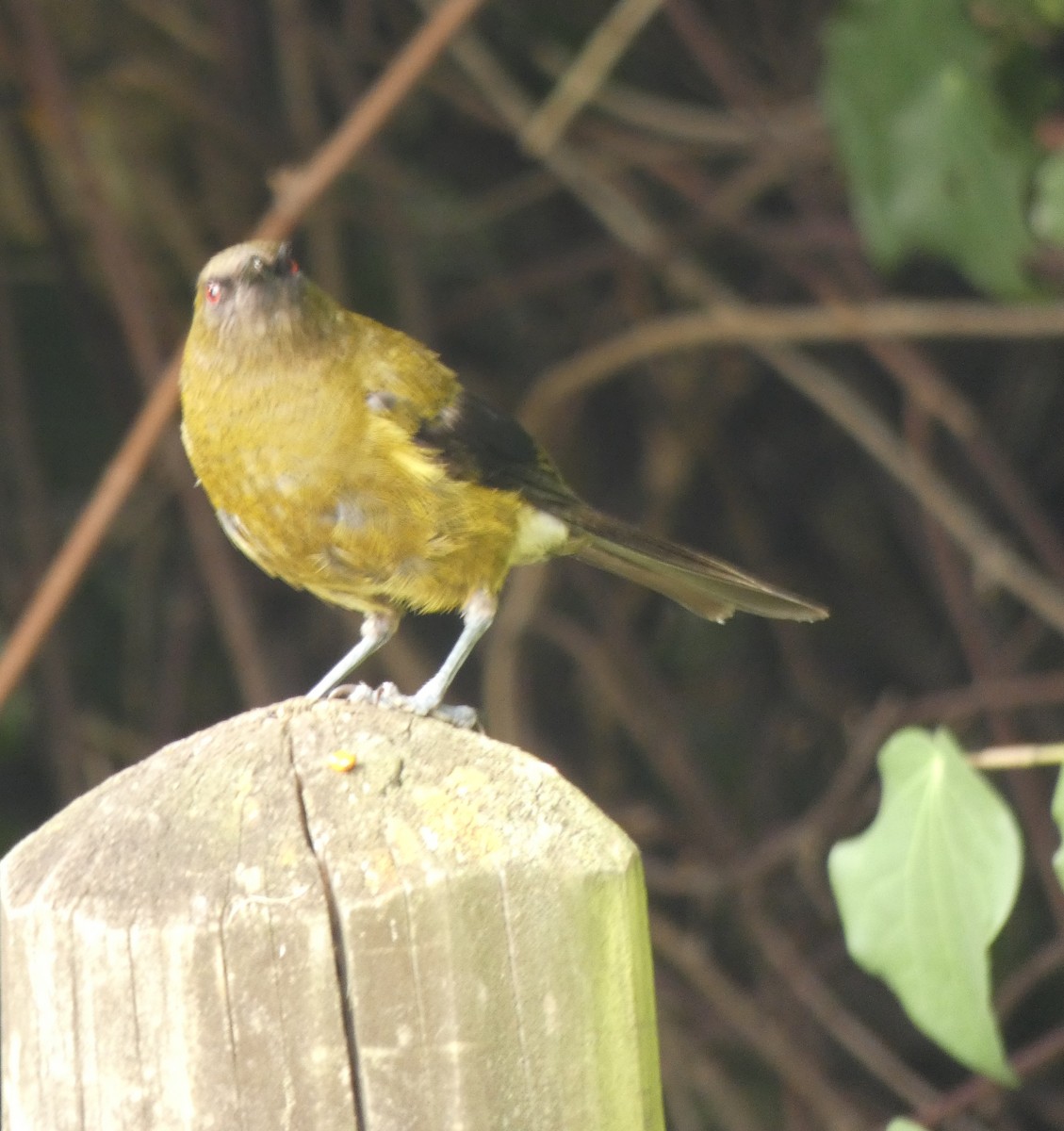 New Zealand Bellbird - ML138439191