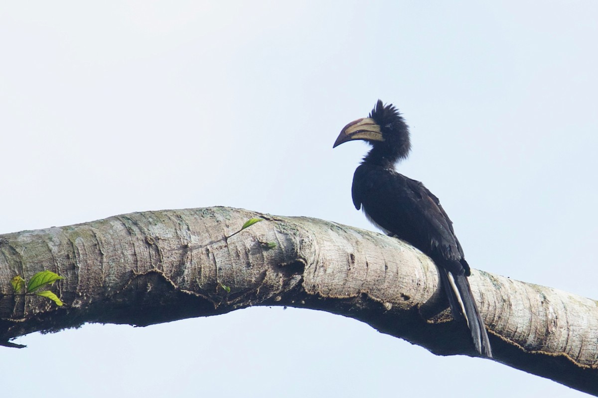 Congo Pied Hornbill - ML138439661