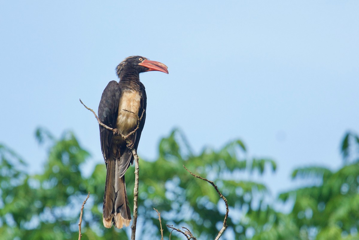 Crowned Hornbill - Qin Huang