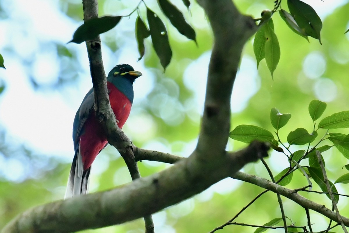 trogon africký - ML138439691