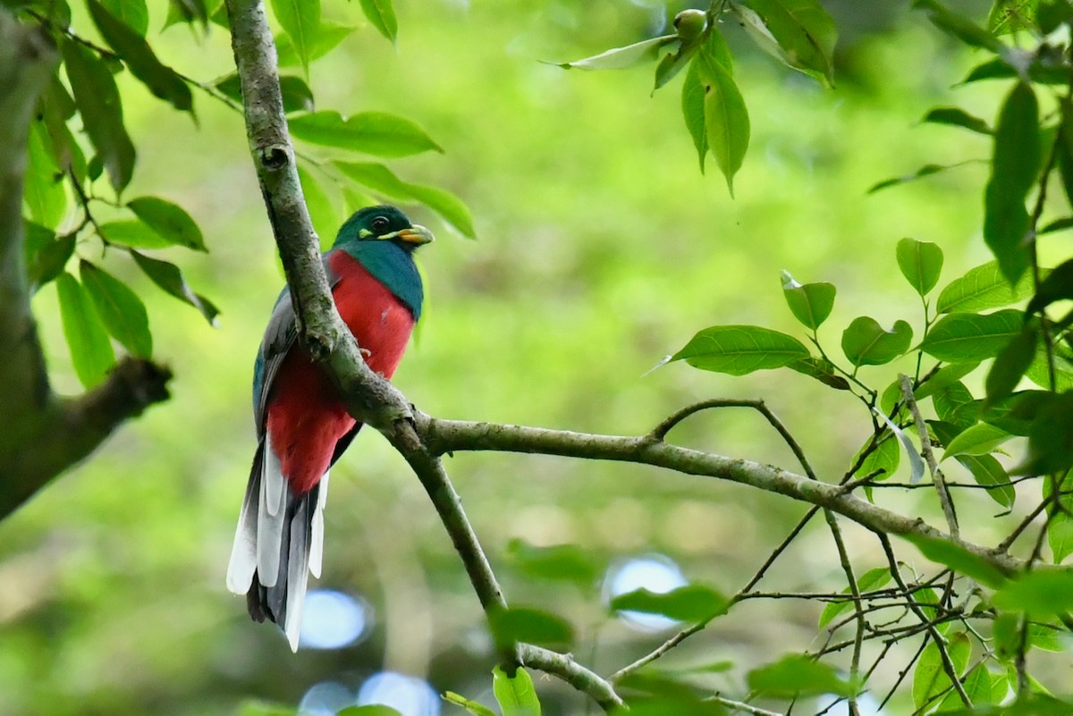 trogon africký - ML138439701