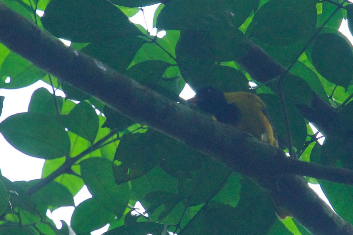 Western Black-headed Oriole - Qin Huang