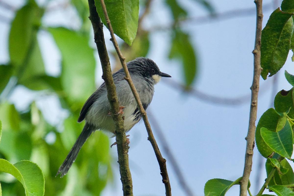 White-chinned Prinia - ML138439911