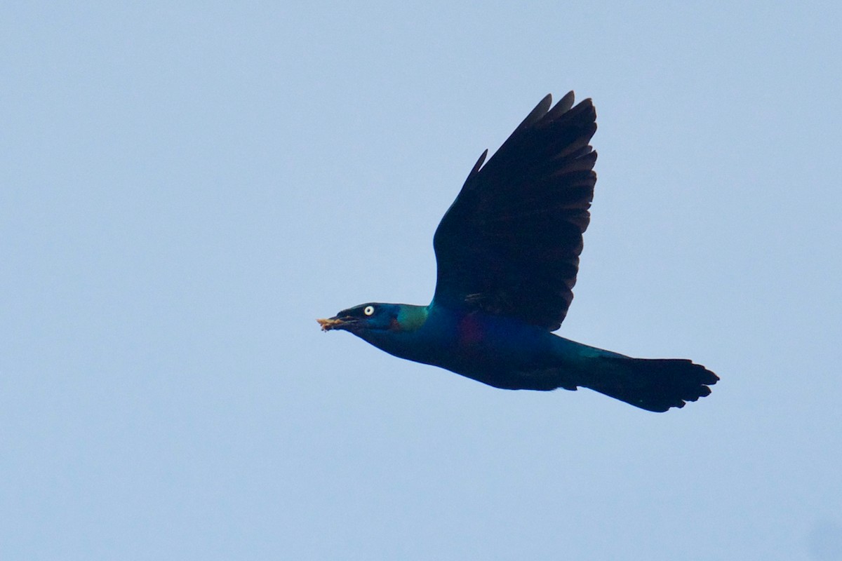 Splendid Starling - ML138440011