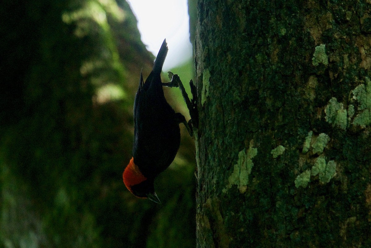 Red-headed Malimbe - Qin Huang