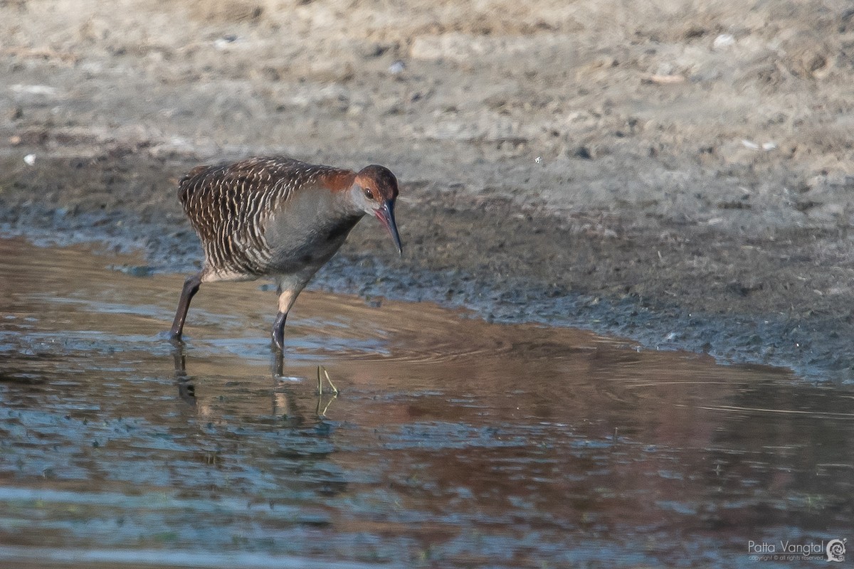 Slaty-breasted Rail - ML138440231