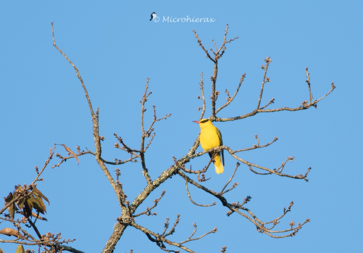 Slender-billed Oriole - Wenjia Chen