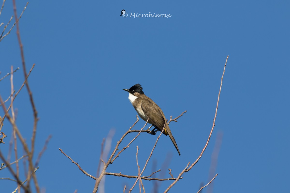 Brown-breasted Bulbul - ML138441901