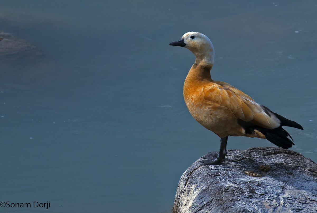 Ruddy Shelduck - ML138443651