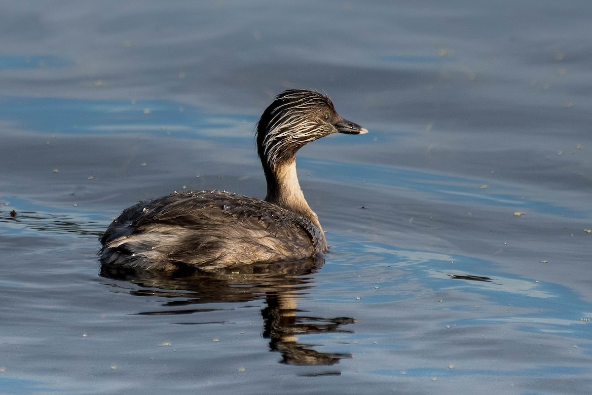 Hoary-headed Grebe - ML138446131