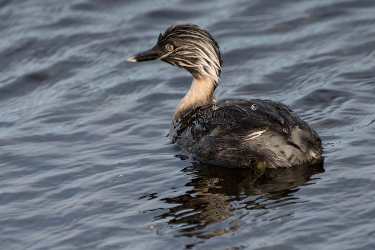 Hoary-headed Grebe - ML138446161