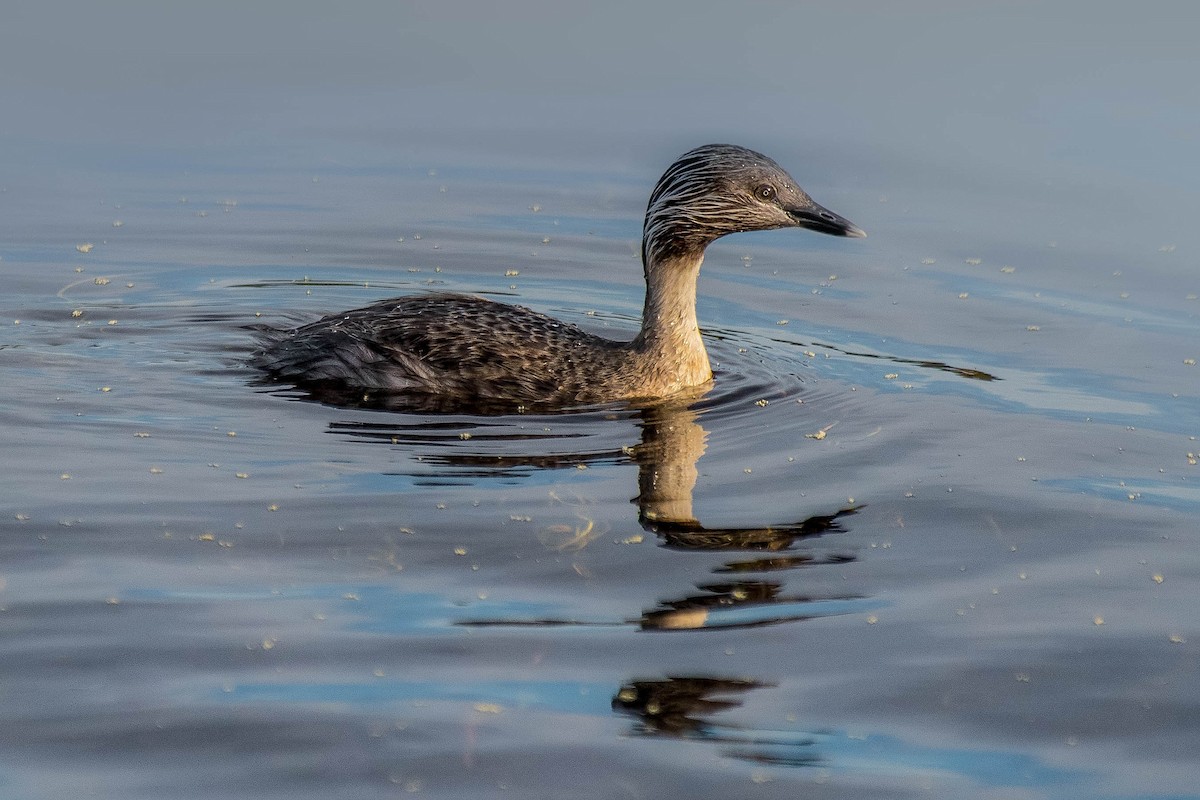 Hoary-headed Grebe - ML138446171