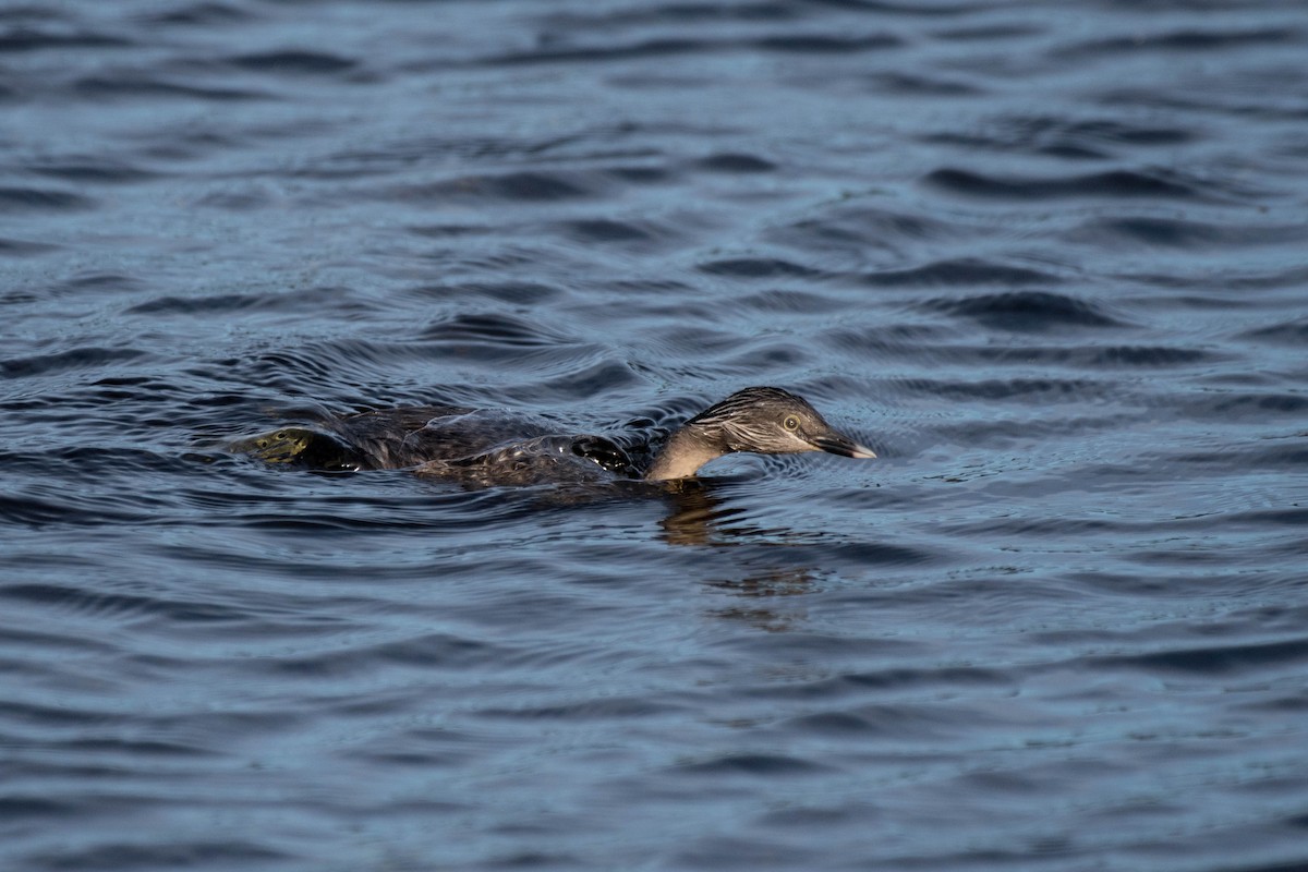 Hoary-headed Grebe - ML138446201