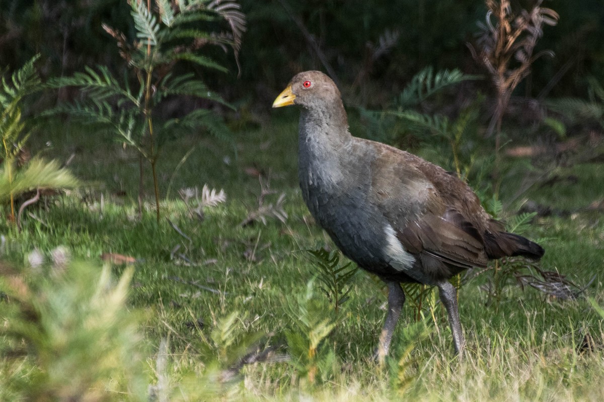 Tasmanian Nativehen - Terence Alexander