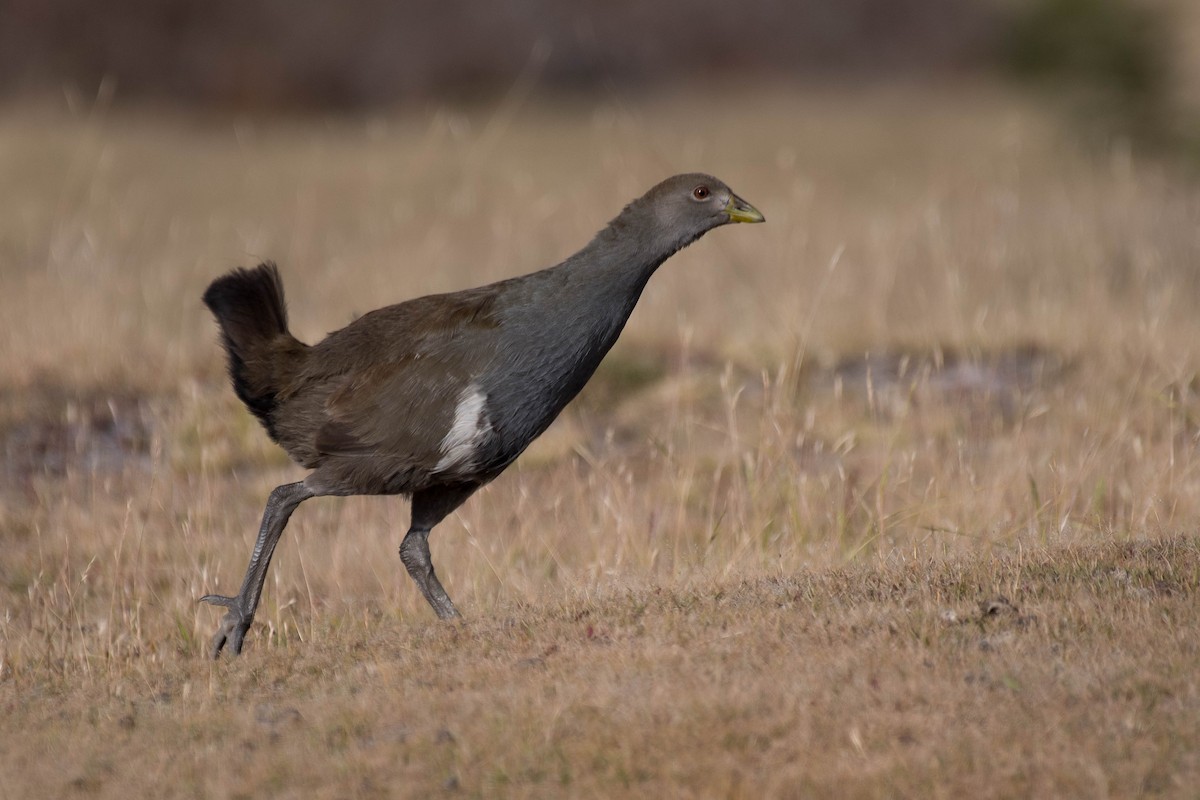 Tasmanian Nativehen - ML138447021