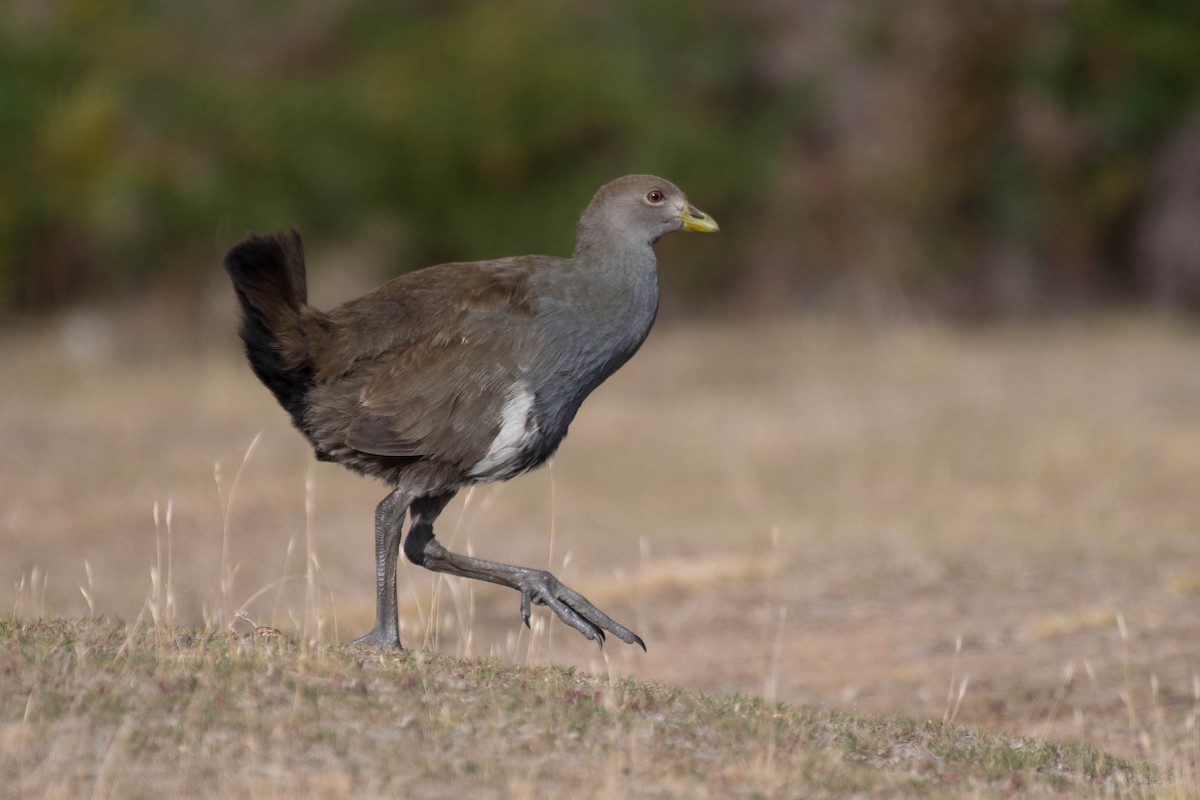 Tasmanian Nativehen - Terence Alexander