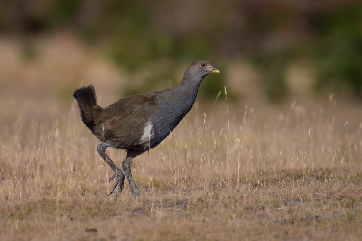 Tasmanian Nativehen - Terence Alexander